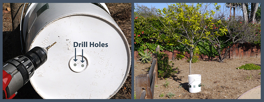 Drip Irrigation Bucket photos of how to drill holes in the bottom and place next to a tree.